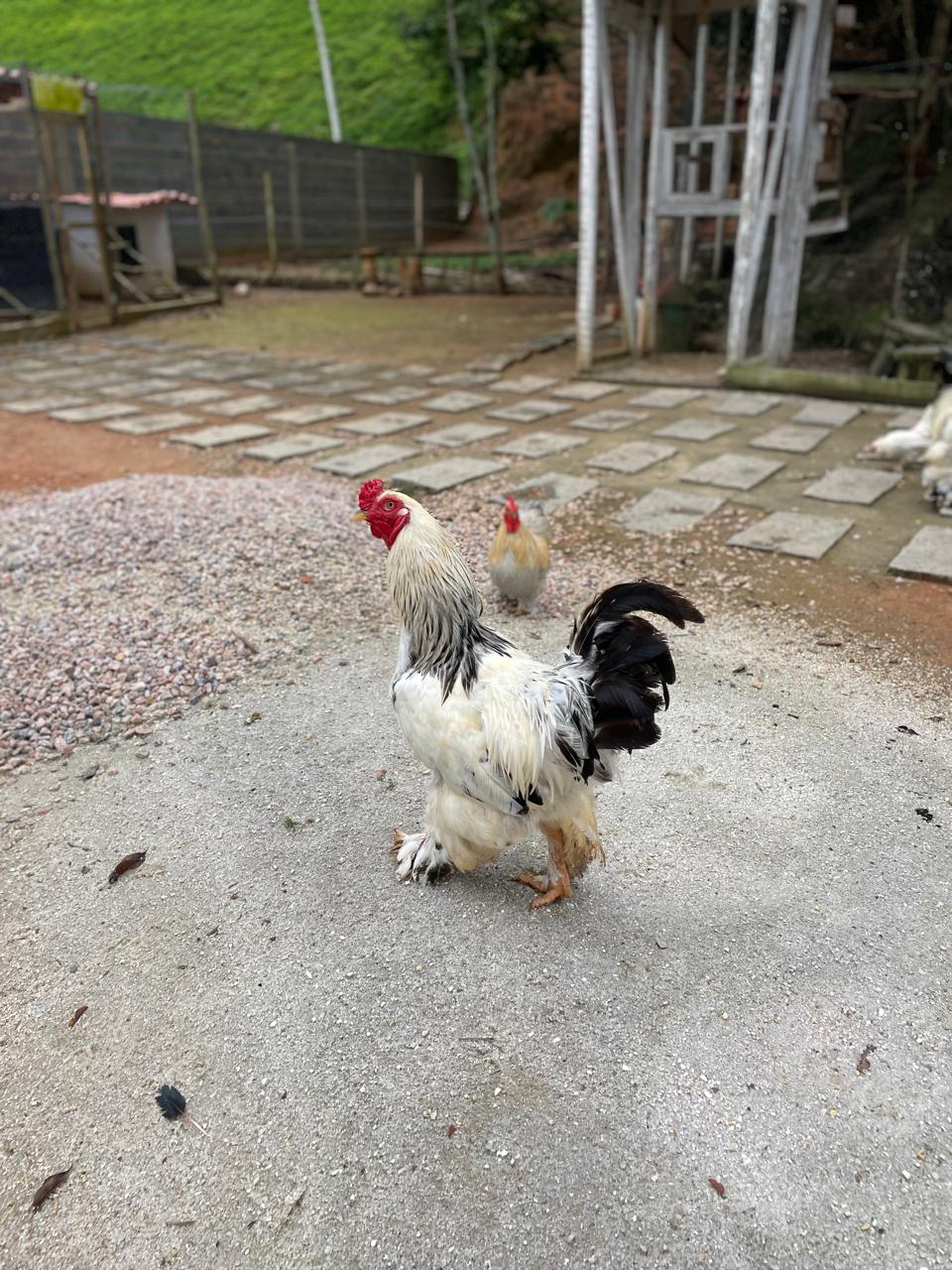 Animal do Sítio